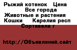 Рыжий котенок › Цена ­ 1 - Все города Животные и растения » Кошки   . Карелия респ.,Сортавала г.
